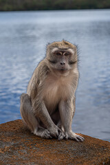 Mauritius grand bassin macaque monkey close up head and shoulders low level view