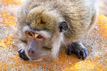 Mauritius grand bassin macaque monkey close up head and shoulders low level view
