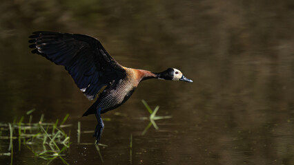 african whistling duck