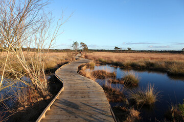 The restored boardwalk at Thursley Common, Surrey, after it was destroyed by wildfire during the pandemic.