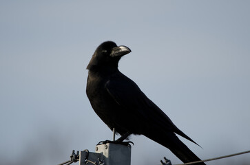 Large-billed crow Corvus macrorhynchos japonensis. Motosakumui Bashi. Shibetsu. Hokkaido. Japan.