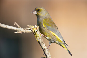 Grünfink (Chloris chloris), Männchen