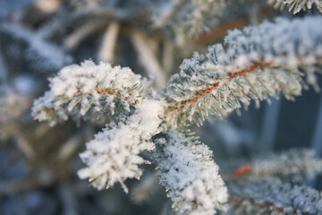 Winter. A fragment of a light blue spruce branch with frost on the needles. Close-up. Selective...
