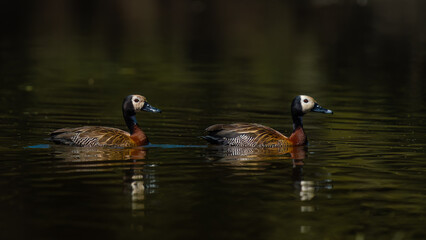 african whistling ducks