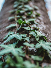 Vine on a tree