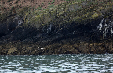 Grey seal near Skomer Island, Pembrokeshire Coast National Park, Wales, United Kingdom