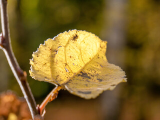 autumn leaves on the tree