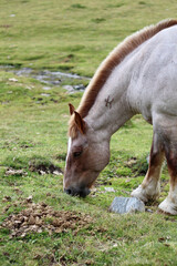 Fototapeta premium horse grazing