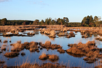 Fototapeta premium Bog pools at Thursley Common, Surrey, UK.