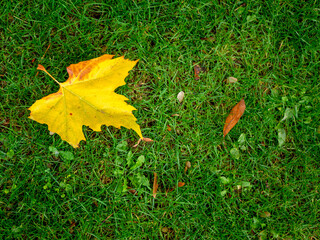 autumn leaves on grass