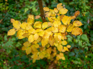 yellow leaves