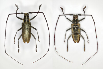 A longhorn beetle, a 50 years old specimen from beetle collection.