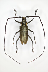 A longhorn beetle, a 50 years old specimen from beetle collection.
