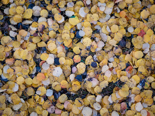 colorful leaves background