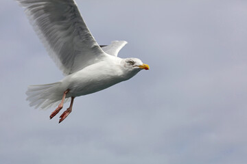 Wild seagull in flight, Skomer Island, Wales, United Kingdom