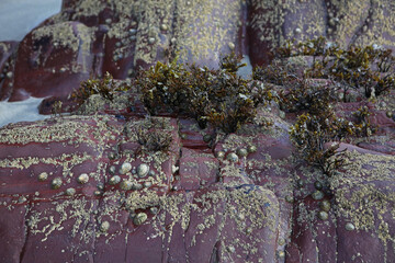 Seashells, limpets and algae on Caerfai Beach in Pembrokeshire Coast National Park, Wales, United...