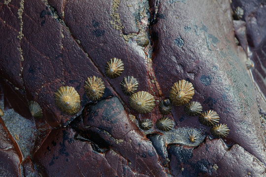 Seashells, limpets and algae on Caerfai Beach in Pembrokeshire Coast National Park, Wales, United Kingdom