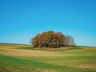 autumn landscape with tree