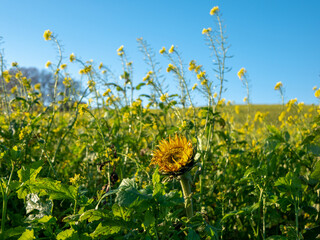 field of sunflowers