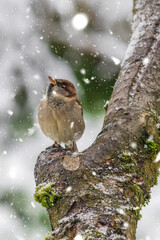 young sparrow is amazed at the first snow