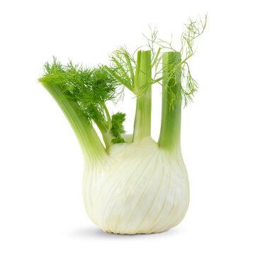 fresh fennel bulb isolated on white background