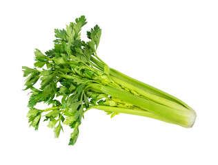 Fototapeta Fresh leaf celery isolated over a white background. BIO vegetables. obraz