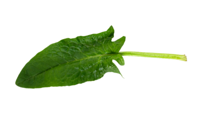 Spinach leaf isolated on white background. Fresh green spinach Top view. Flat lay. BIO salad.