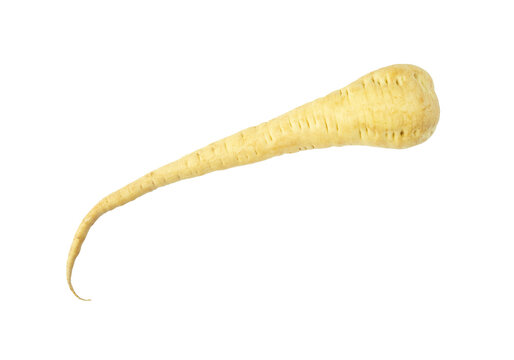Close-up view of a fresh parsnip isolated on white background. BIO vegetables.
