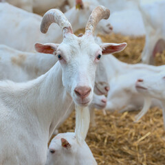 purebred young goat in a corral among a herd of goats