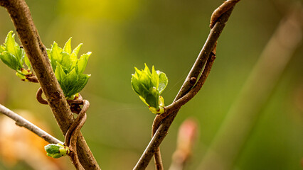 buds on a branch