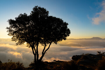 Silueta de un árbol al amanecer sobre la niebla (invierno)