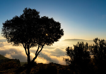 Silueta de un árbol al amanecer sobre la niebla (invierno)