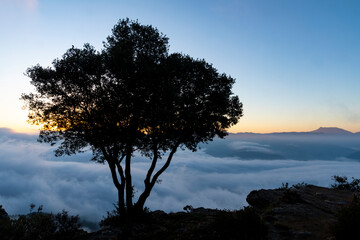 Obraz premium Silueta de un árbol al amanecer sobre la niebla (invierno)