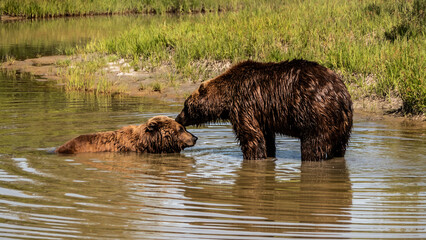 Bears kiss in the lake
