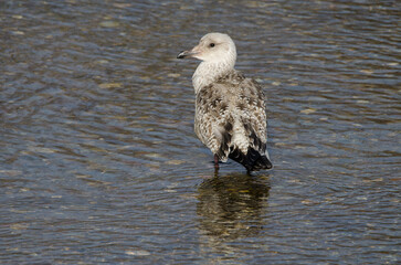 Juvenile Vega gull Larus argentatus vegae. Motosakumui Bashi. Shibetsu. Hokkaido. Japan.