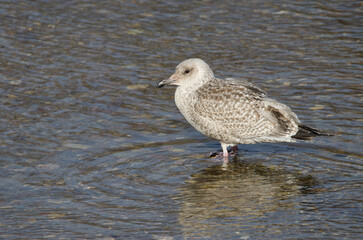 Juvenile Vega gull Larus argentatus vegae. Motosakumui Bashi. Shibetsu. Hokkaido. Japan.