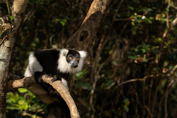 Ruffed lemur in the Andasibe Mantadia national park.  Black and white lemur on the tree. Rare lemur in Madagascar island. Flying monkey jump from tree to tree. 
