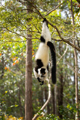 Fototapeta premium Ruffed lemur in the Andasibe Mantadia national park. Black and white lemur on the tree. Rare lemur in Madagascar island. Flying monkey jump from tree to tree. 