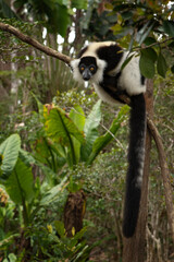 Ruffed lemur in the Andasibe Mantadia national park.  Black and white lemur on the tree. Rare lemur in Madagascar island. Flying monkey jump from tree to tree. 