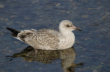 Juvenile Vega gull Larus argentatus vegae. Motosakumui River mouth. Shibetsu. Hokkaido. Japan.