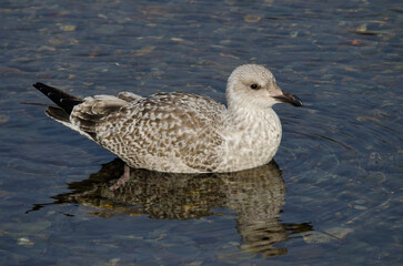 Juvenile Vega gull Larus argentatus vegae. Motosakumui River mouth. Shibetsu. Hokkaido. Japan.