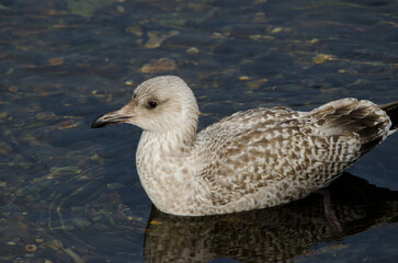 Juvenile Vega gull Larus argentatus vegae. Motosakumui River mouth. Shibetsu. Hokkaido. Japan.