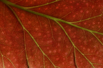 red leaf macro