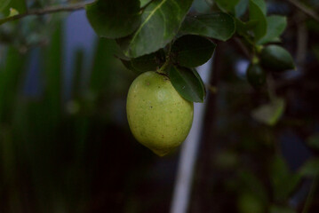 green lime on tree