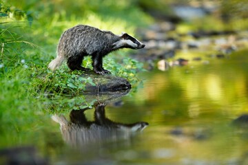 European badger, Meles meles, low angle photo of big male in rainy day, drinking from forest lake, reflecting itself in calm water surface. Autumn in czech highlands. Isolated badger drinking water.