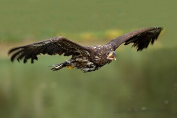 Fototapeta na wymiar The white-tailed eagle in flight