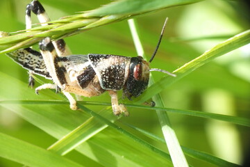Macro cricket grasshopper on grass