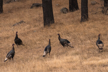 wild merriams turkey gobblers