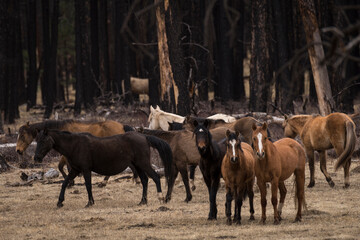 herd of arizona  feral horses in winter 