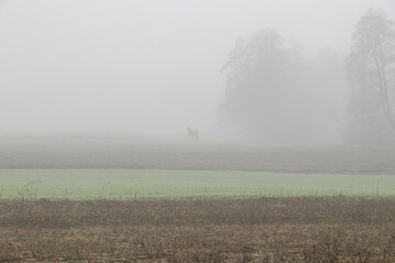Selective focus. Strong fog. Bad visibility. Thick fog. Horse in the fog